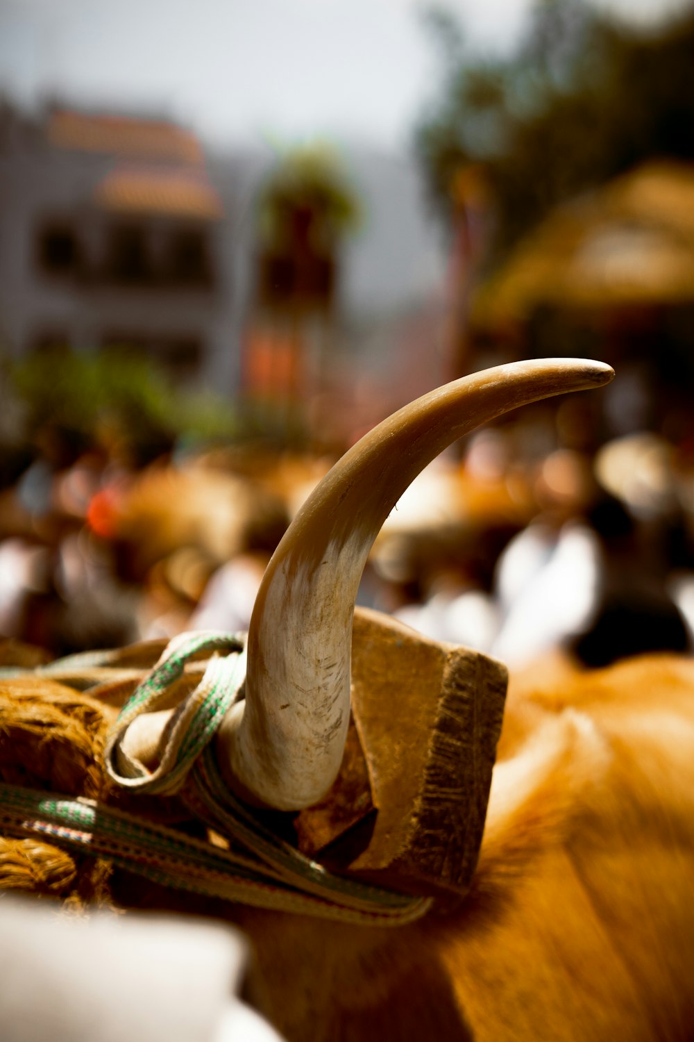 a close up of a cow with a long horn