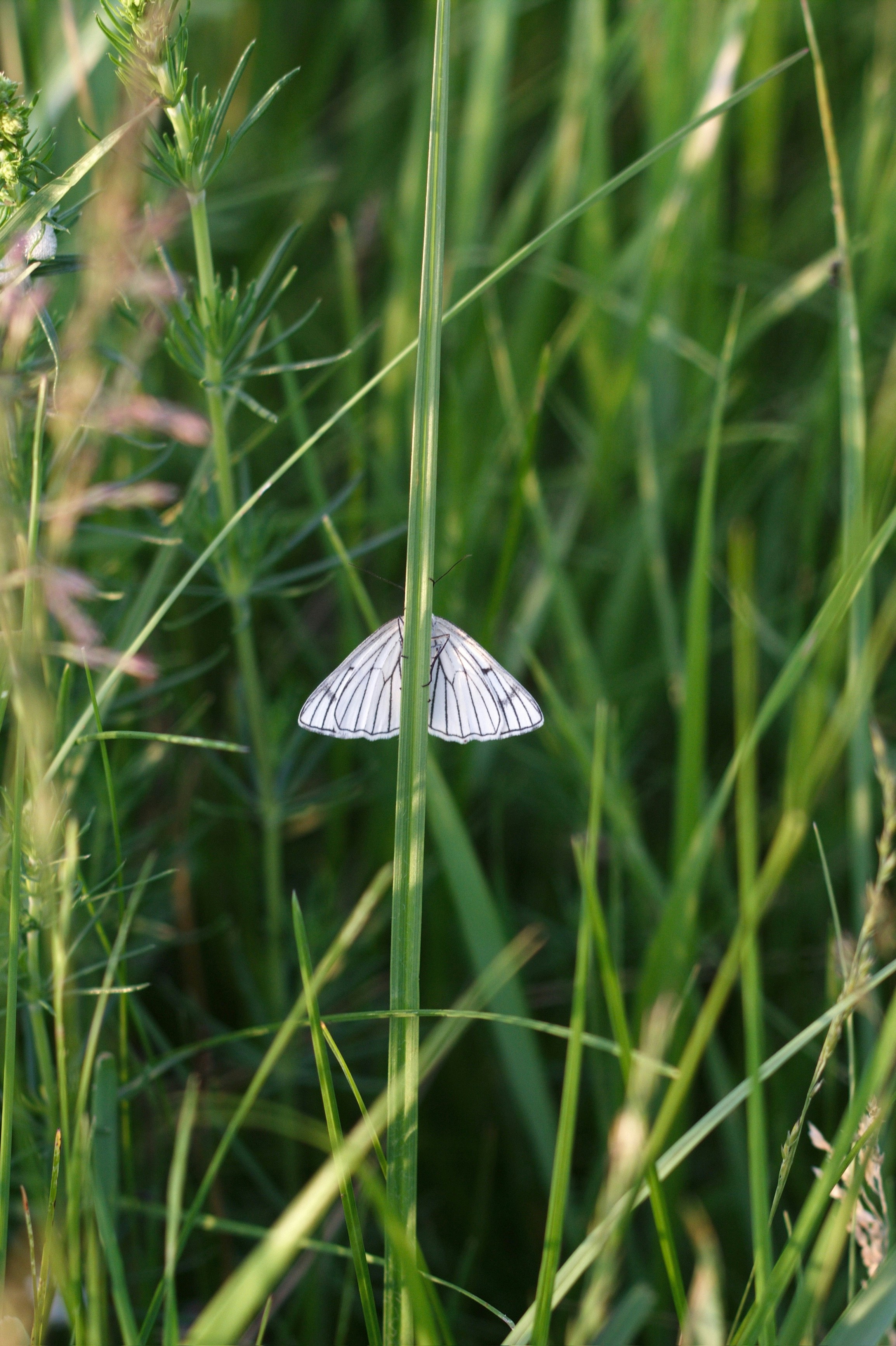 Una pequeña mariposa blanca sentada encima de una planta verde