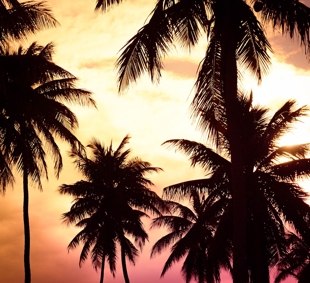 palm trees are silhouetted against a colorful sunset