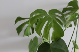 A close-up image of a green Monstera plant with large, glossy leaves that have distinctive holes and slits, set against a plain light gray background.