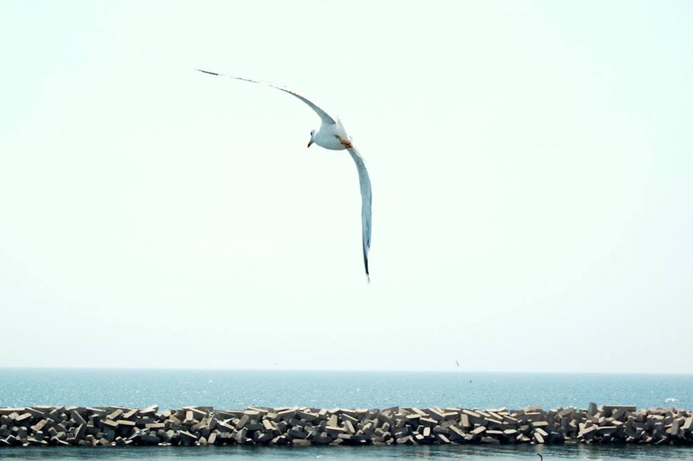 a seagull flying over a stone wall by the ocean