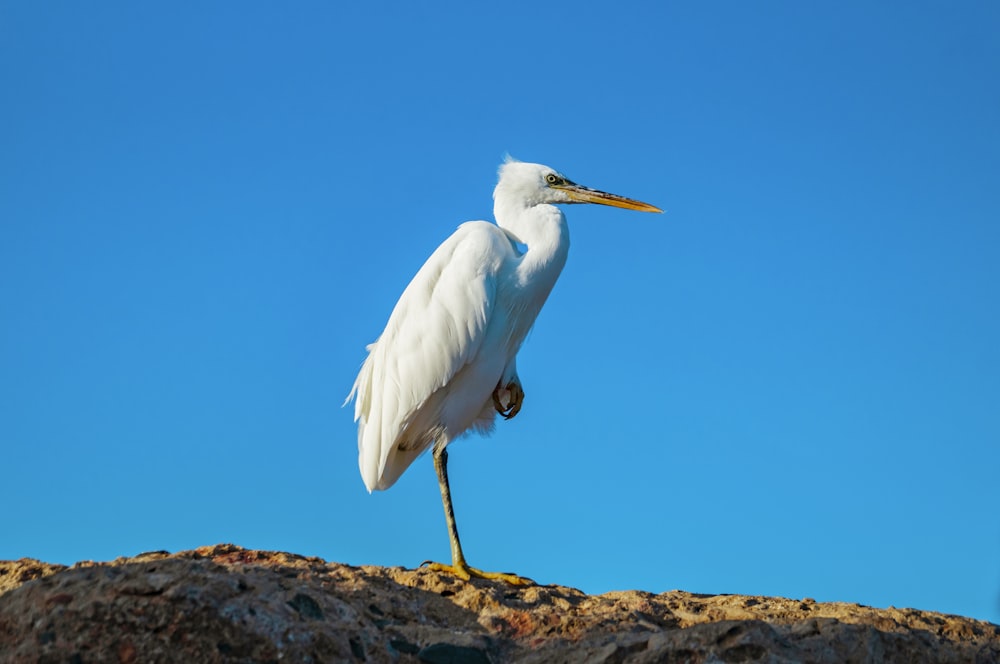 um grande pássaro branco em pé no topo de uma rocha
