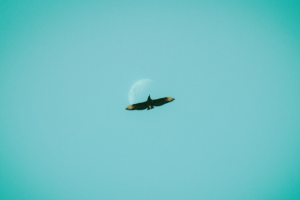 Ein Jet, der durch einen blauen Himmel fliegt, mit dem Mond im Hintergrund