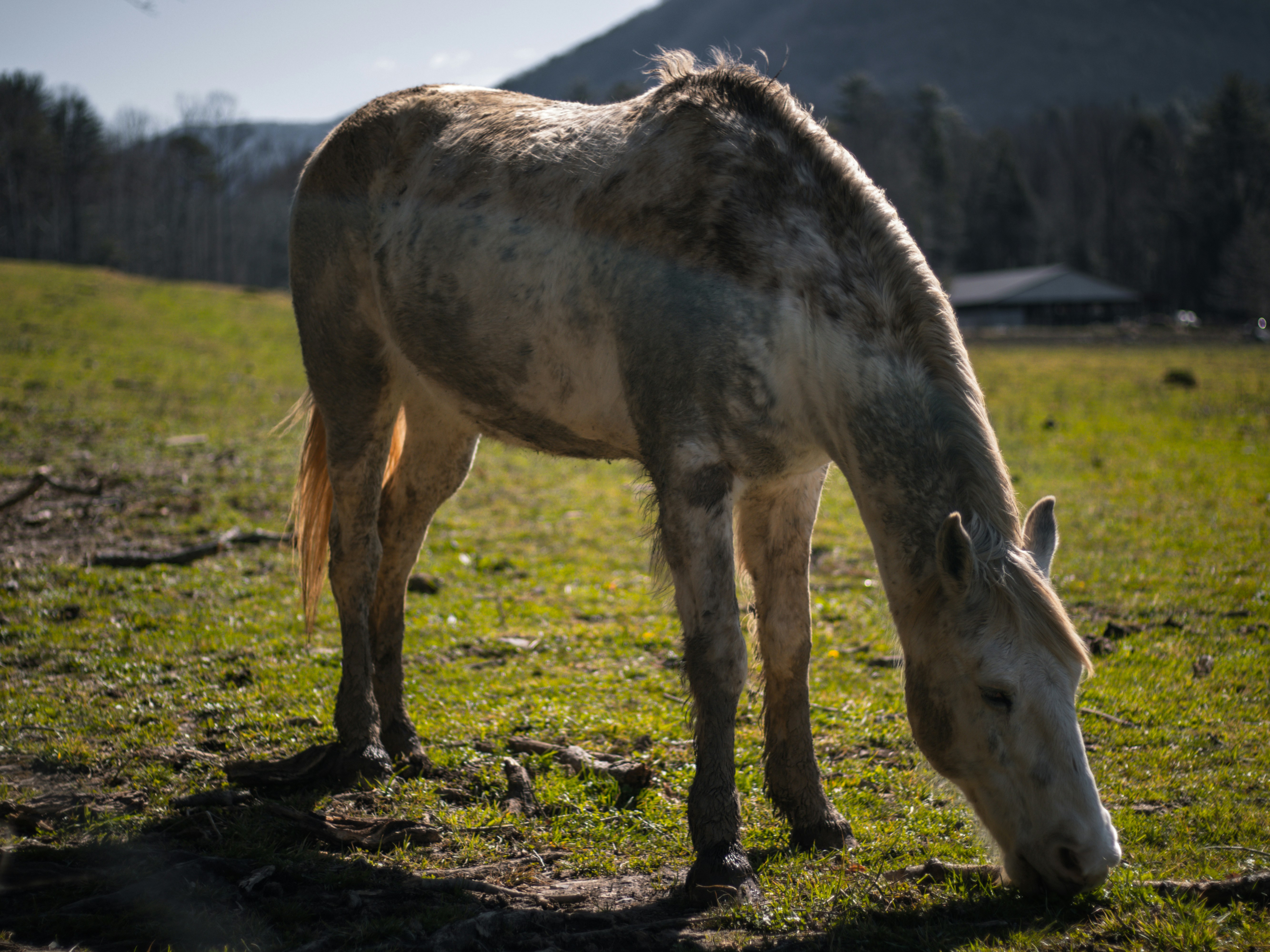 Un cavallo che pascola in un campo con le montagne sullo sfondo
