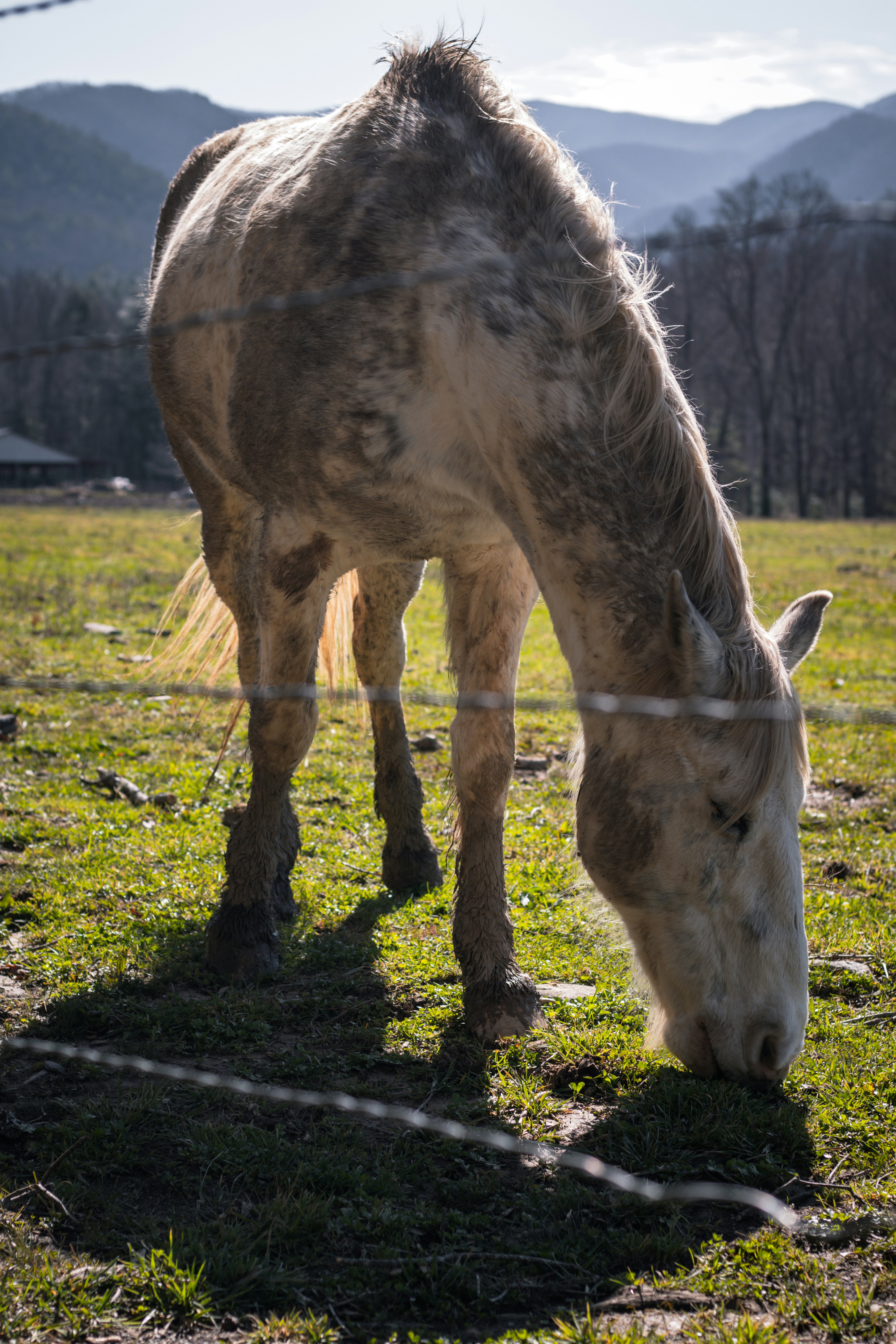 Un cavallo sta mangiando erba dietro una recinzione metallica
