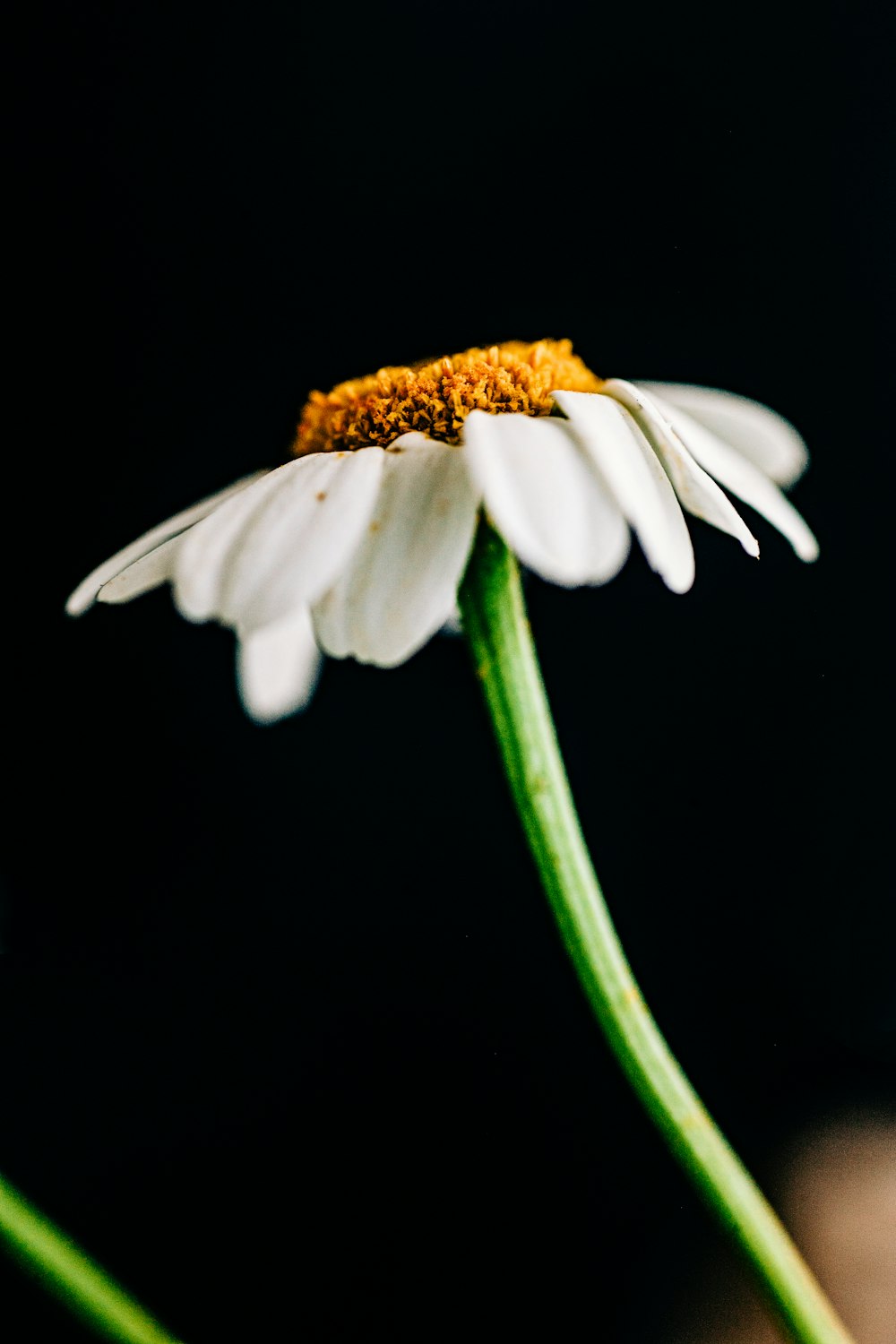 a close up of a flower with a black background