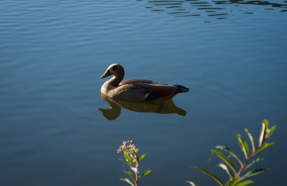 a duck floating on top of a body of water