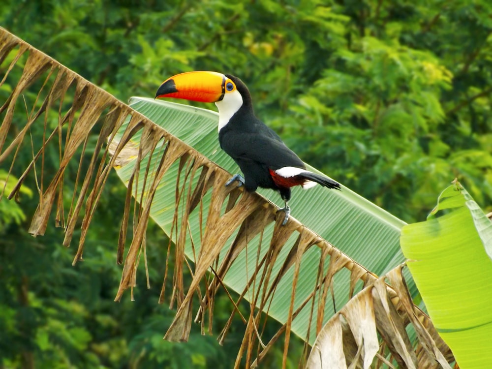 a toucan bird perched on a palm leaf