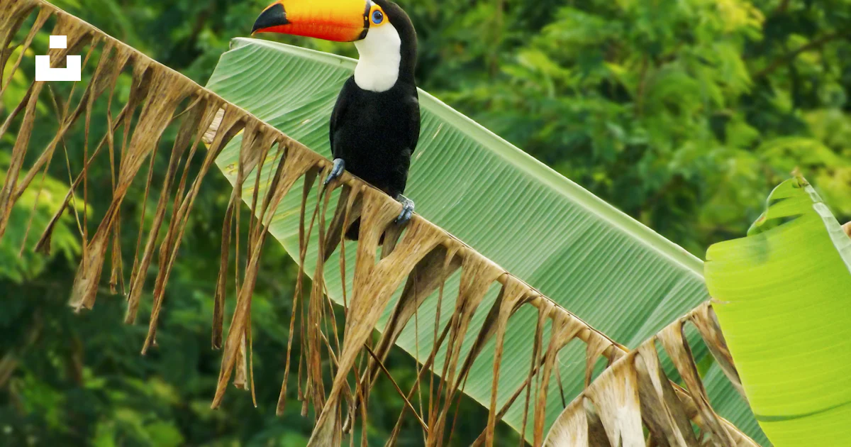 Um tucano sentado em cima de uma folha de palmeira foto – Imagem grátis ...