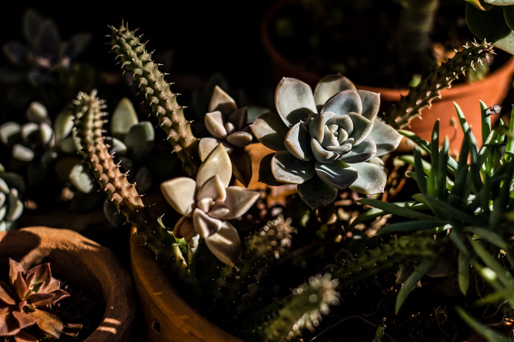 a group of succulents sitting in a pot on a table