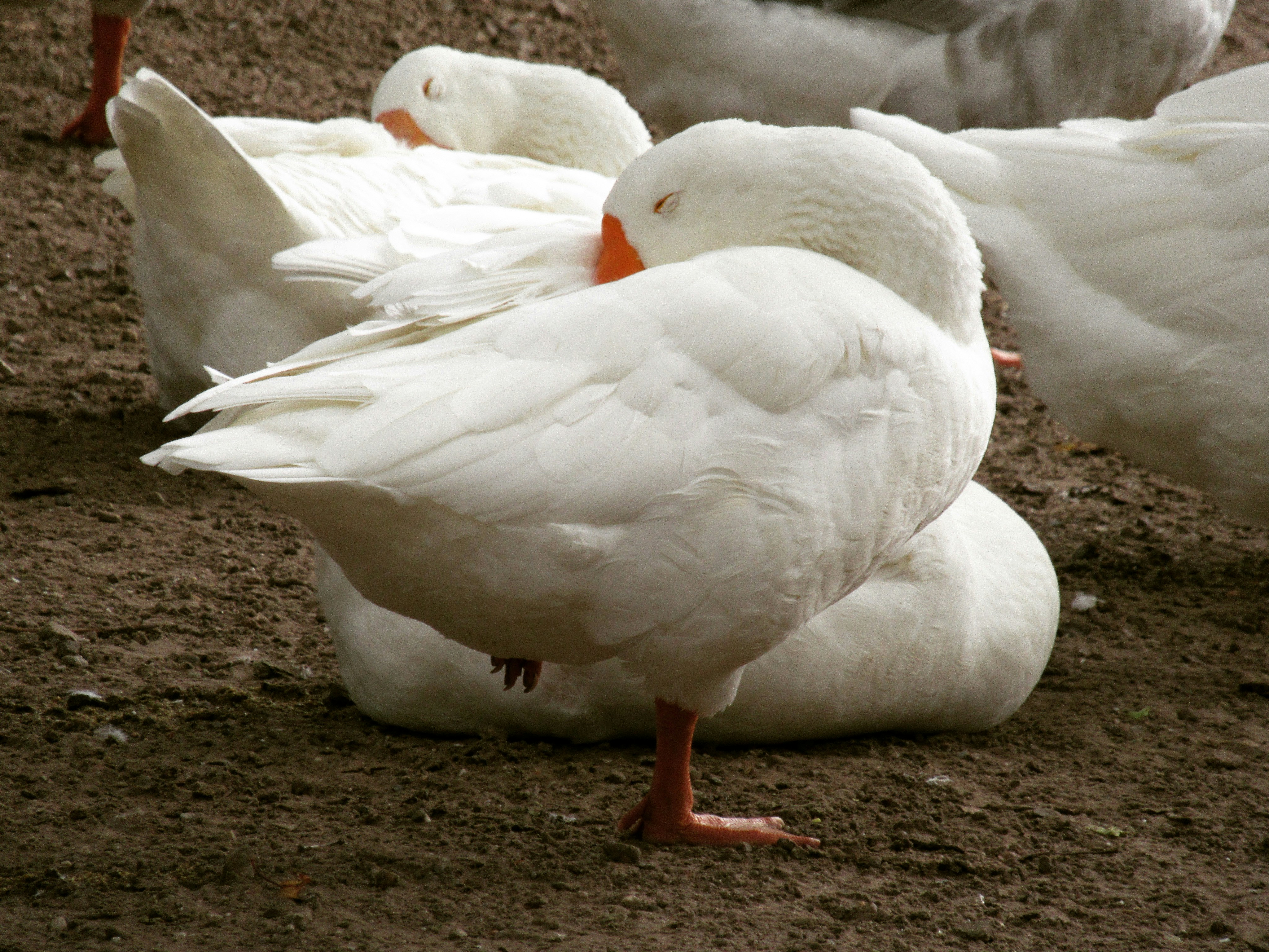 Two white ducks rest on a muddy surface, their orange beaks and legs adding a warm contrast. A calm, natural scene with soft feather textures and shallow background blur.
