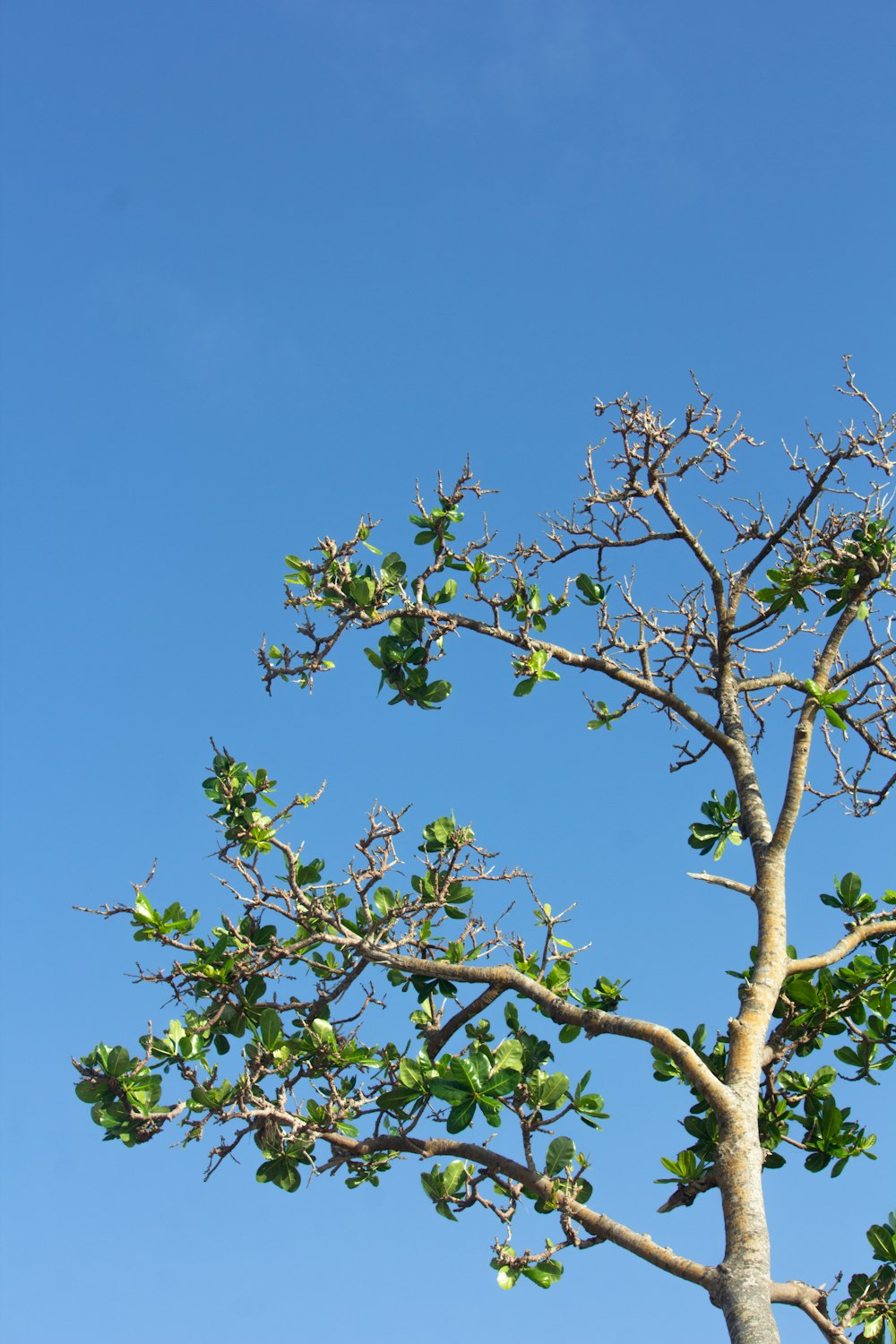 Un árbol con hojas verdes contra un cielo azul