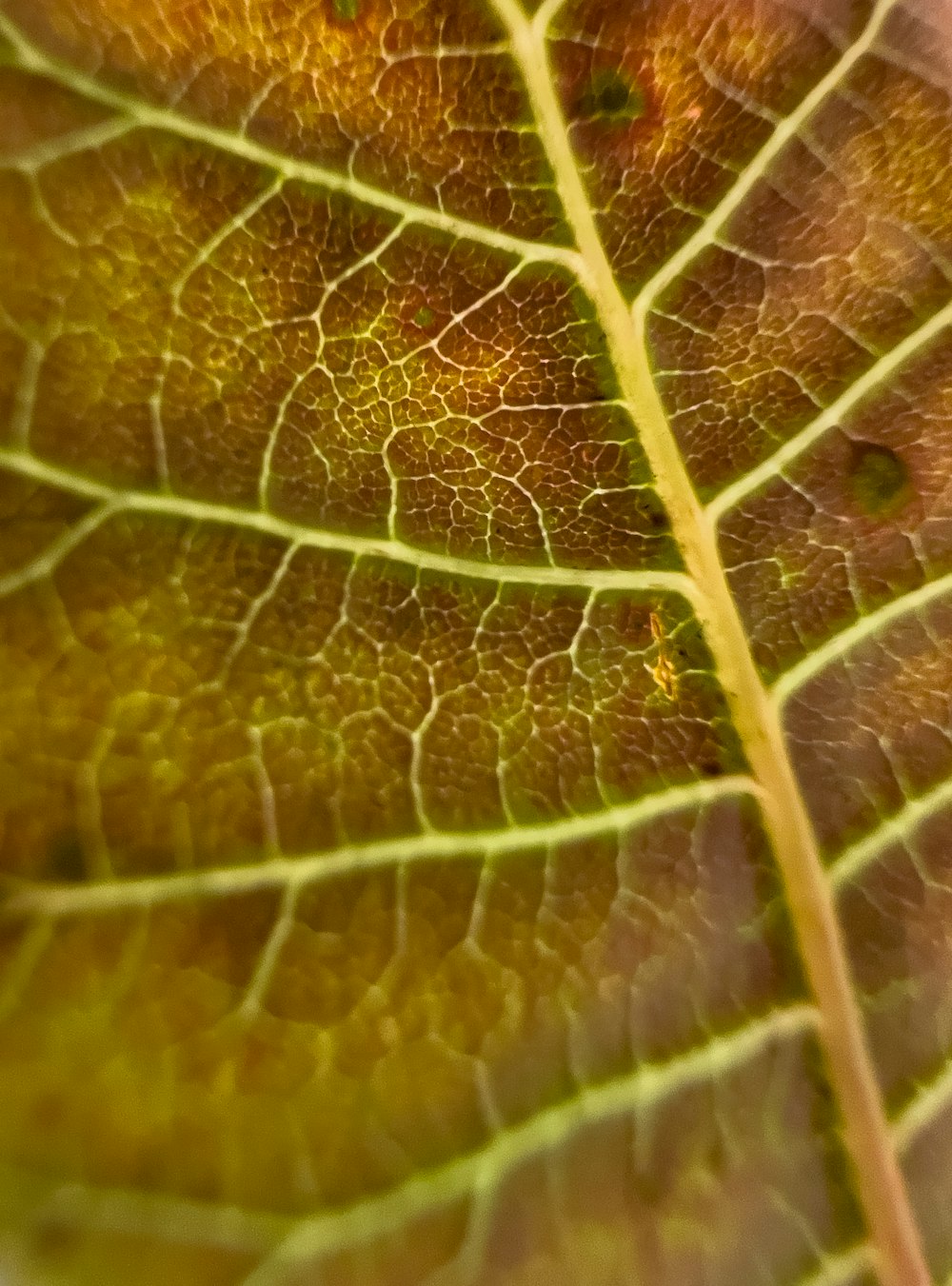 a close up of a green leaf with brown spots