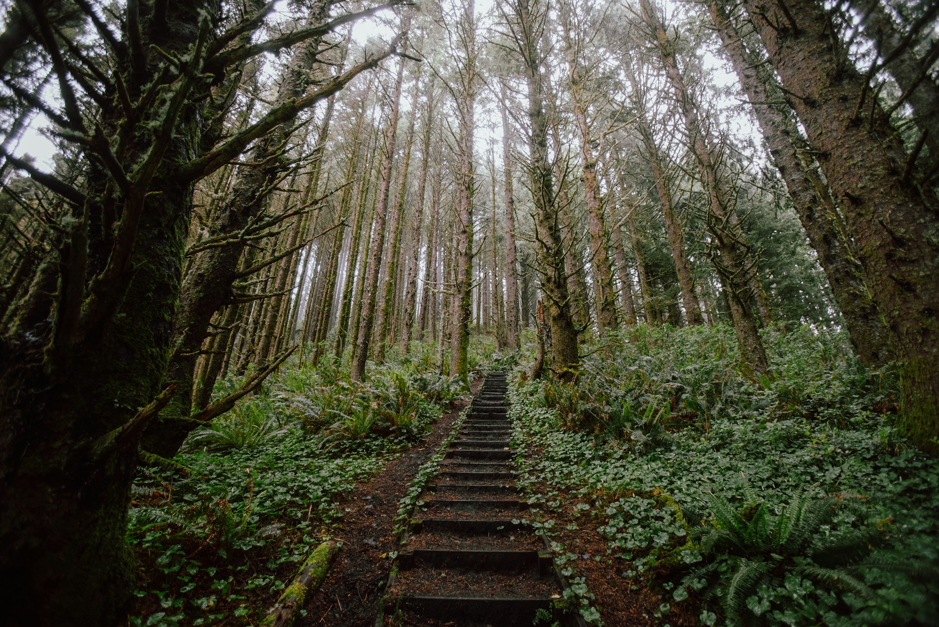 a set of stairs in the middle of a forest
