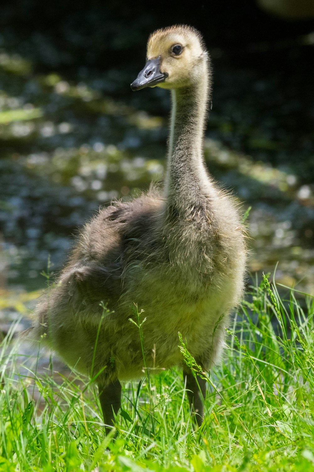 Un pequeño pato parado en la hierba cerca de un cuerpo de agua