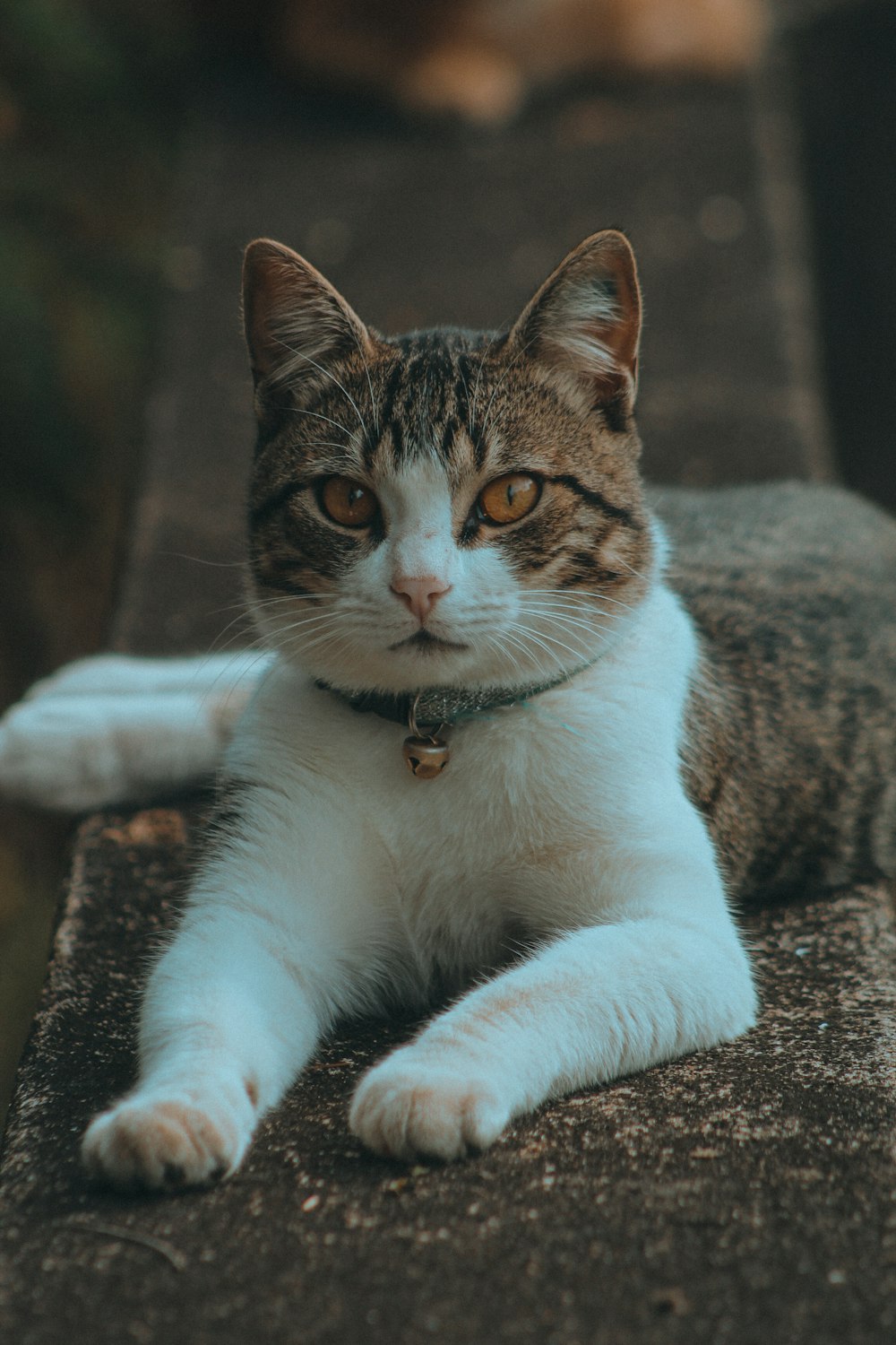 a cat sitting on a bench looking at the camera