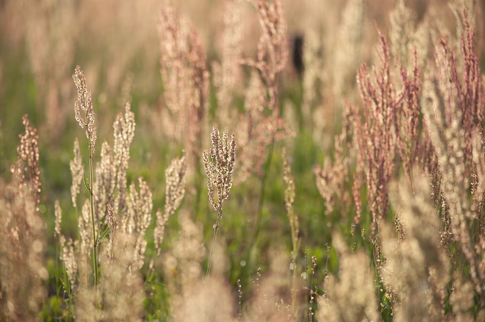 a field with lots of tall brown and white flowers