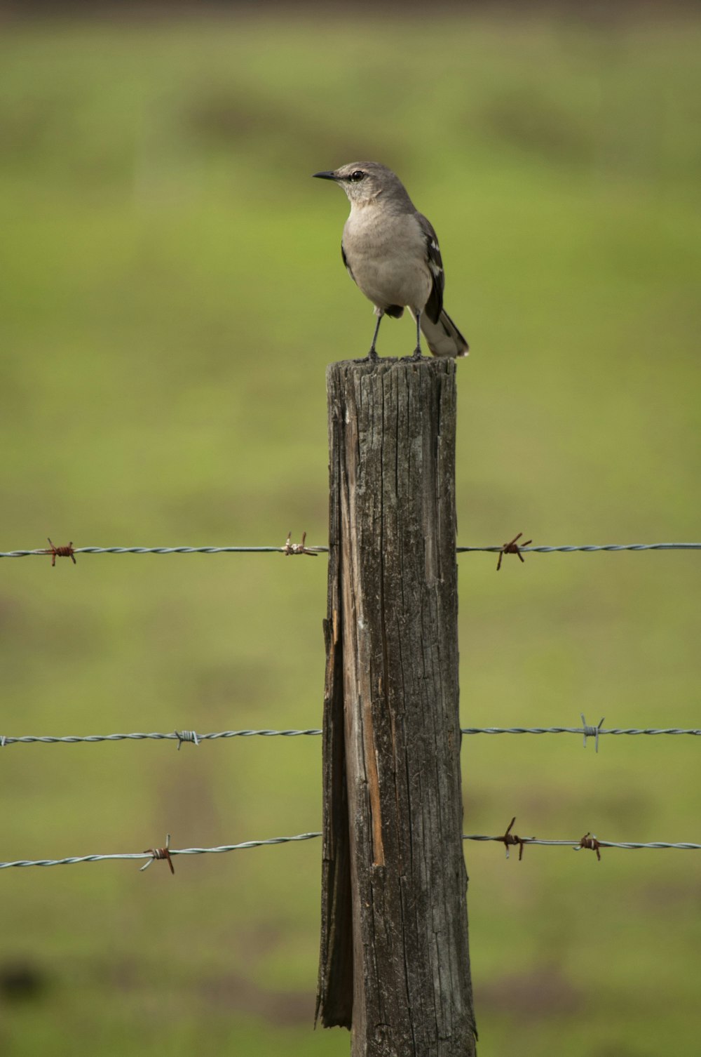 a small bird sitting on top of a wooden post