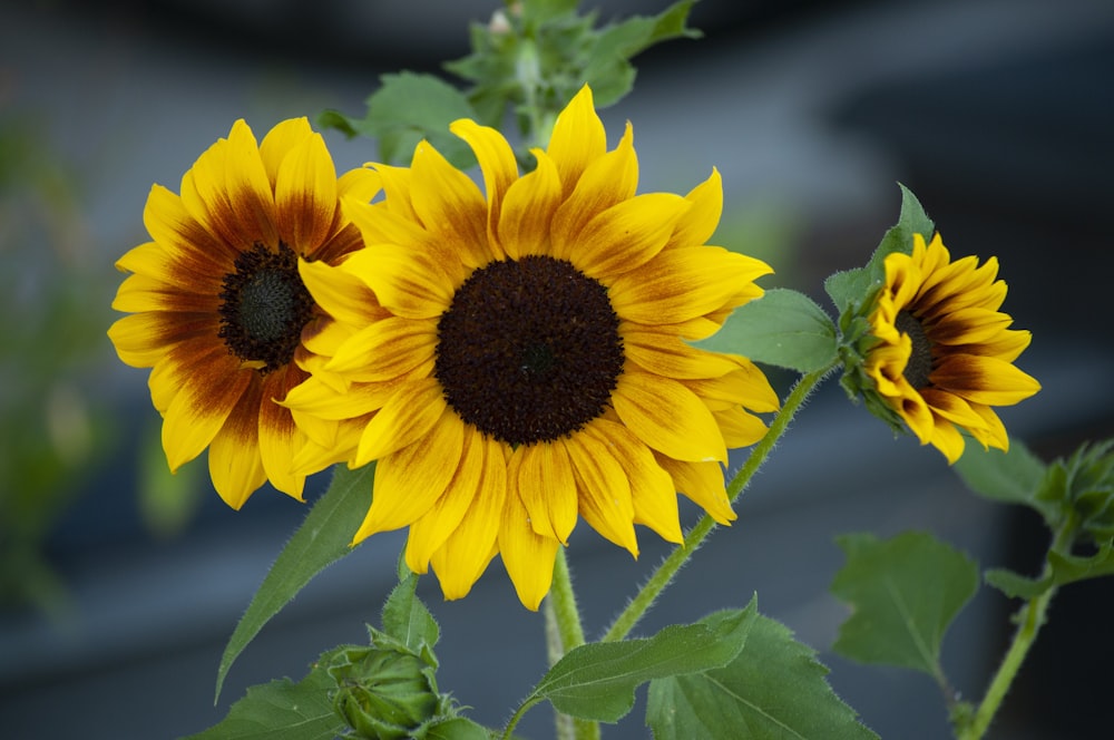 two sunflowers are blooming in a garden