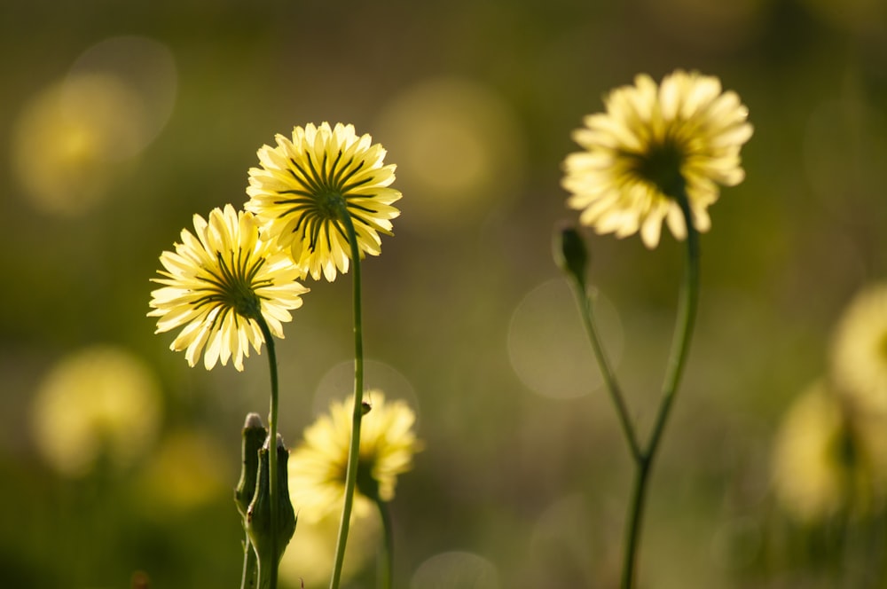 a close up of some yellow flowers in a field