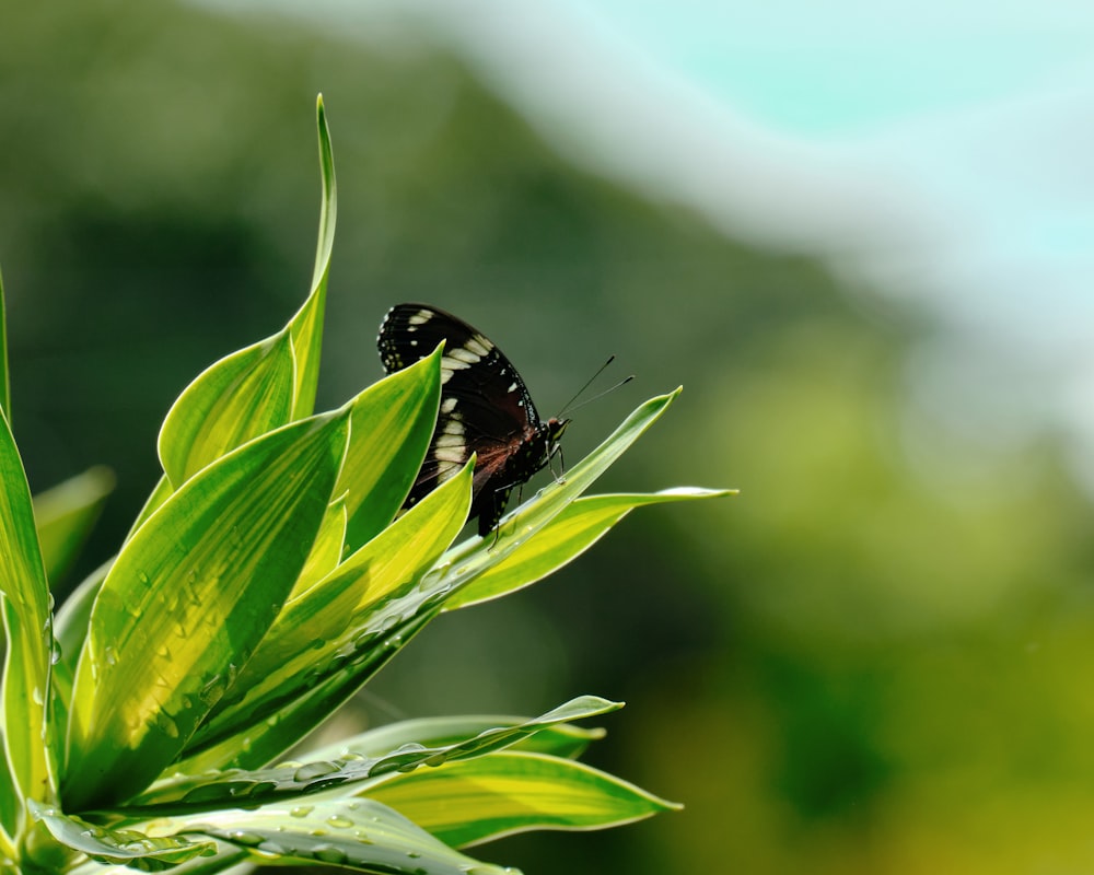 a black and white butterfly sitting on top of a green plant