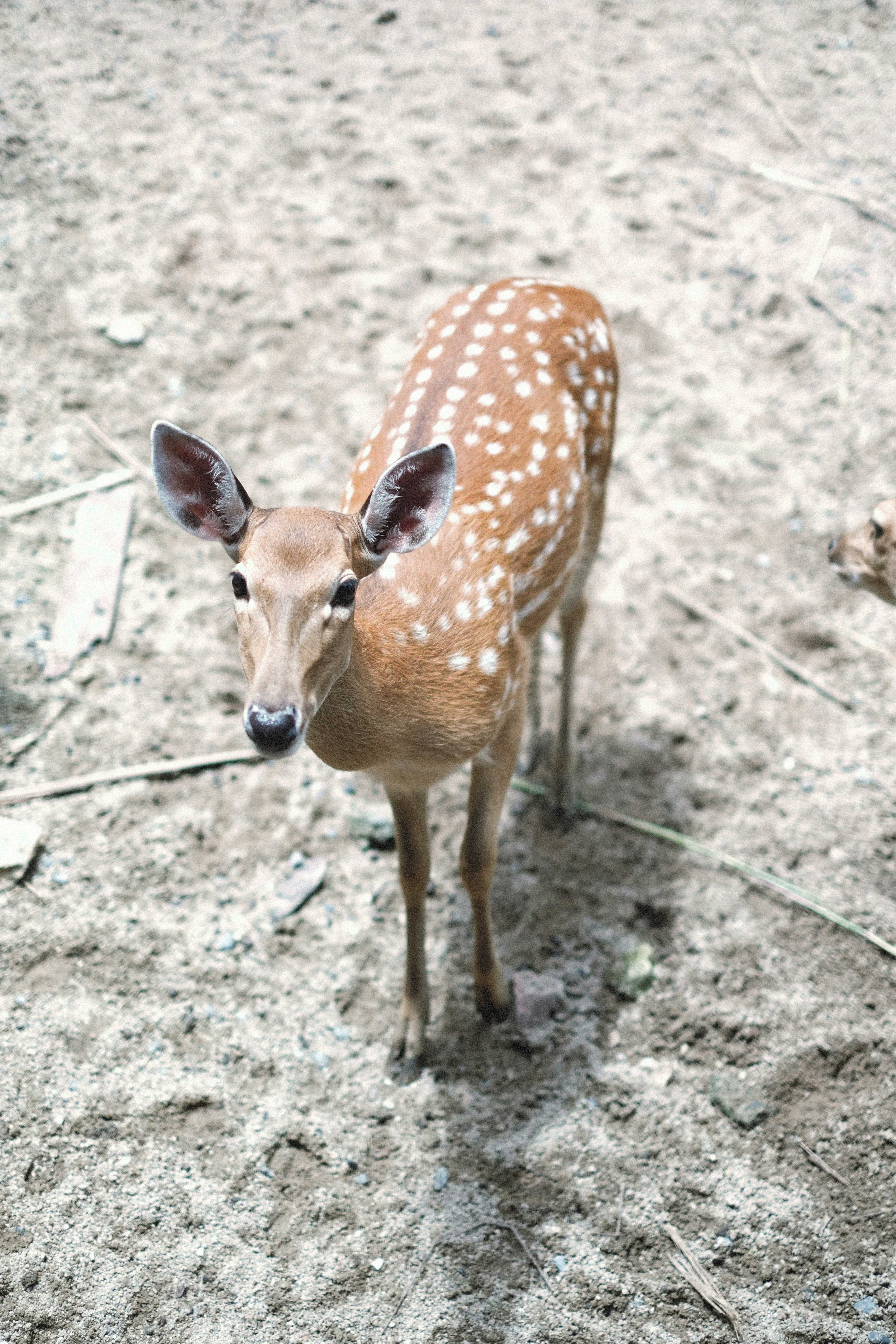 Photo by alexeydemidov