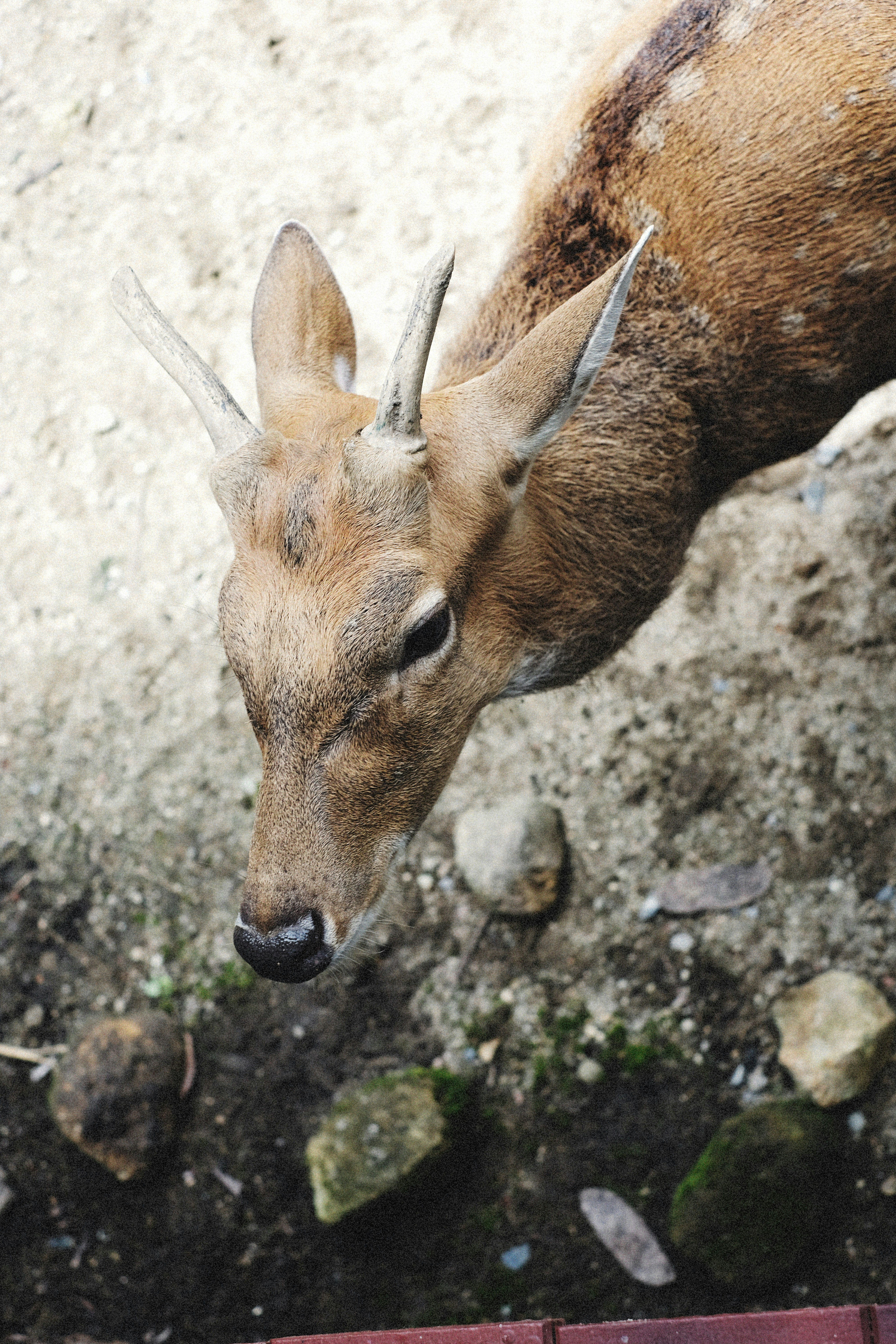 Photo by alexeydemidov