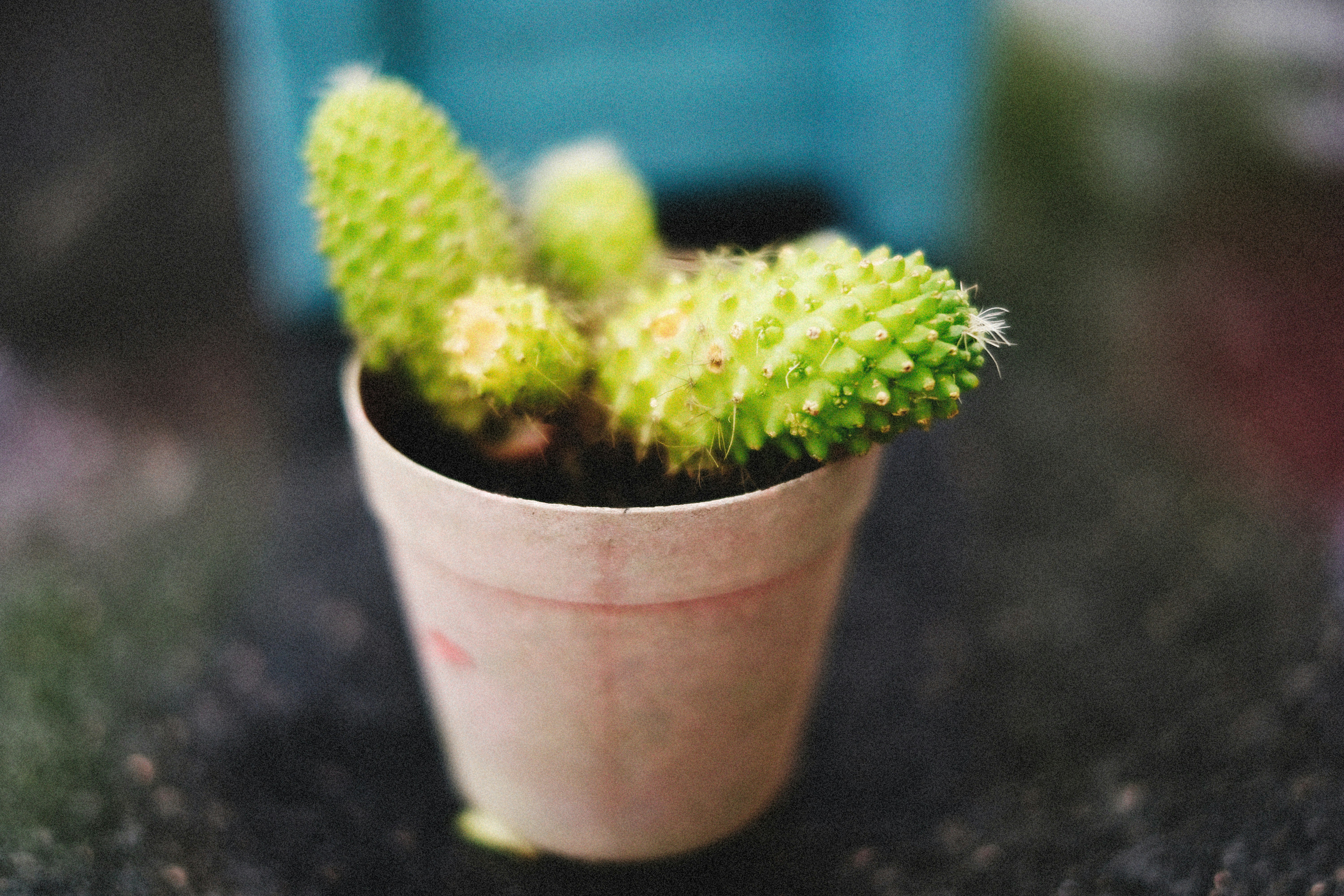 A small potted plant sitting on top of a table photo – Free Plant Image ...