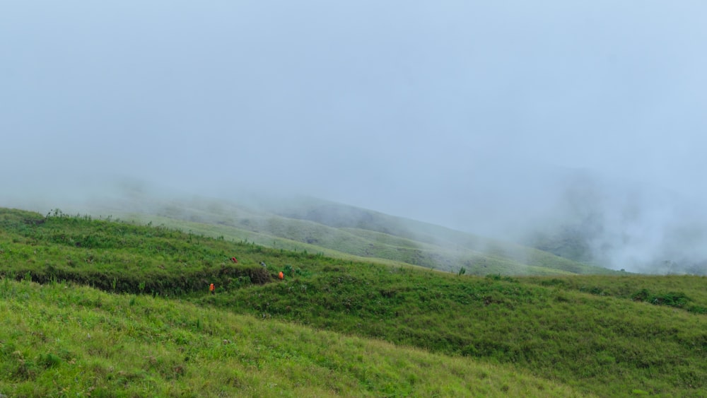 a grassy hill with a few trees on it