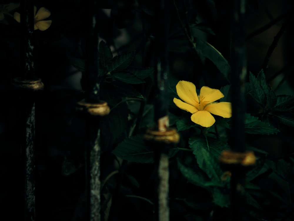 a yellow flower sitting on top of a lush green forest
