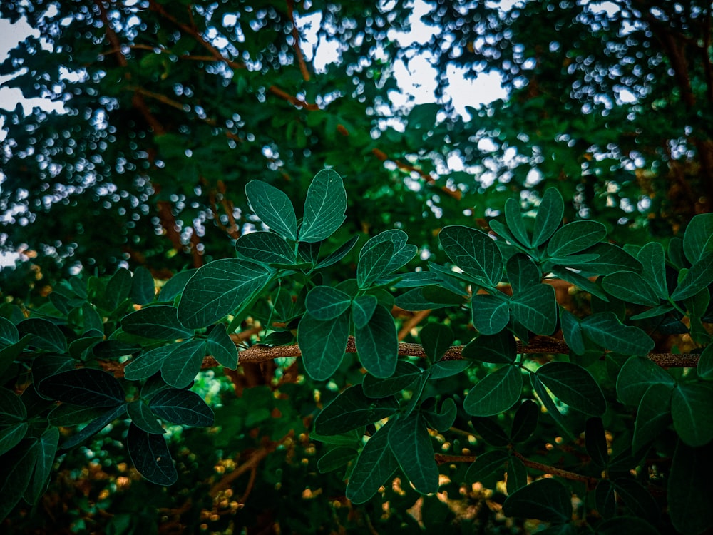 a branch of a tree with green leaves