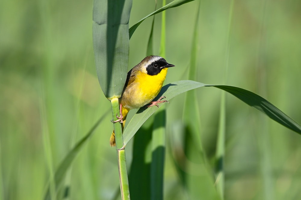 a small yellow and black bird perched on a blade of grass