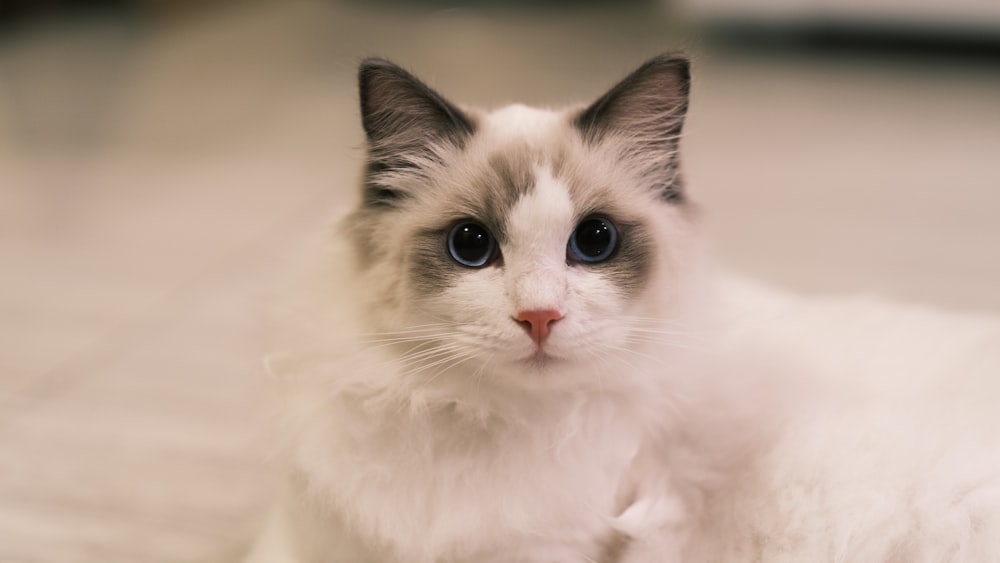 Eine weiße Katze mit blauen Augen sitzt auf dem Boden