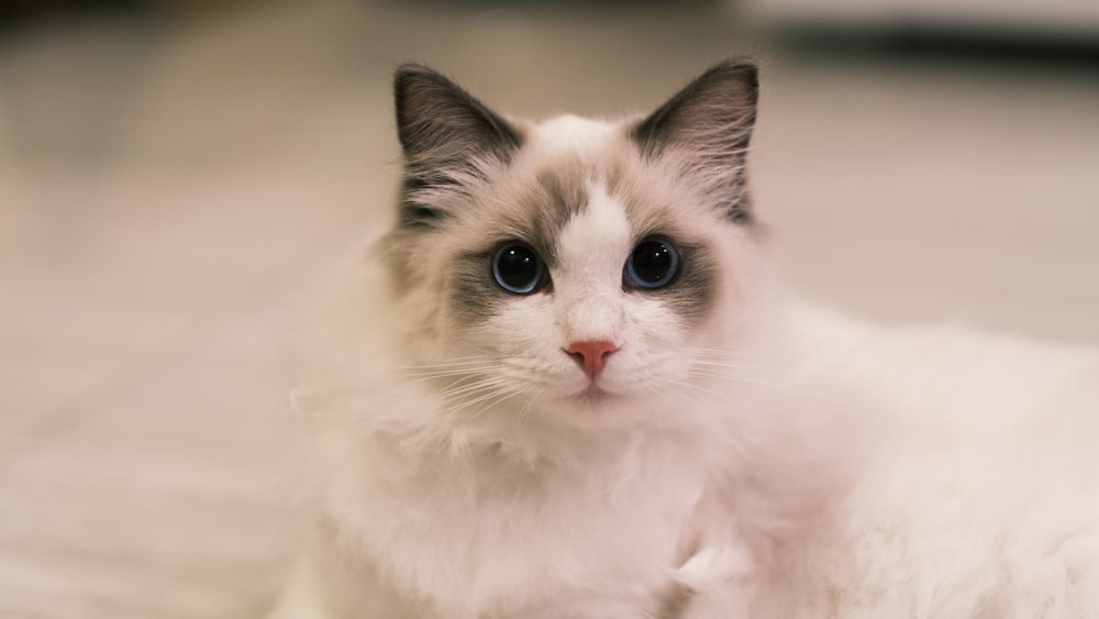 a white cat with blue eyes sitting on the floor