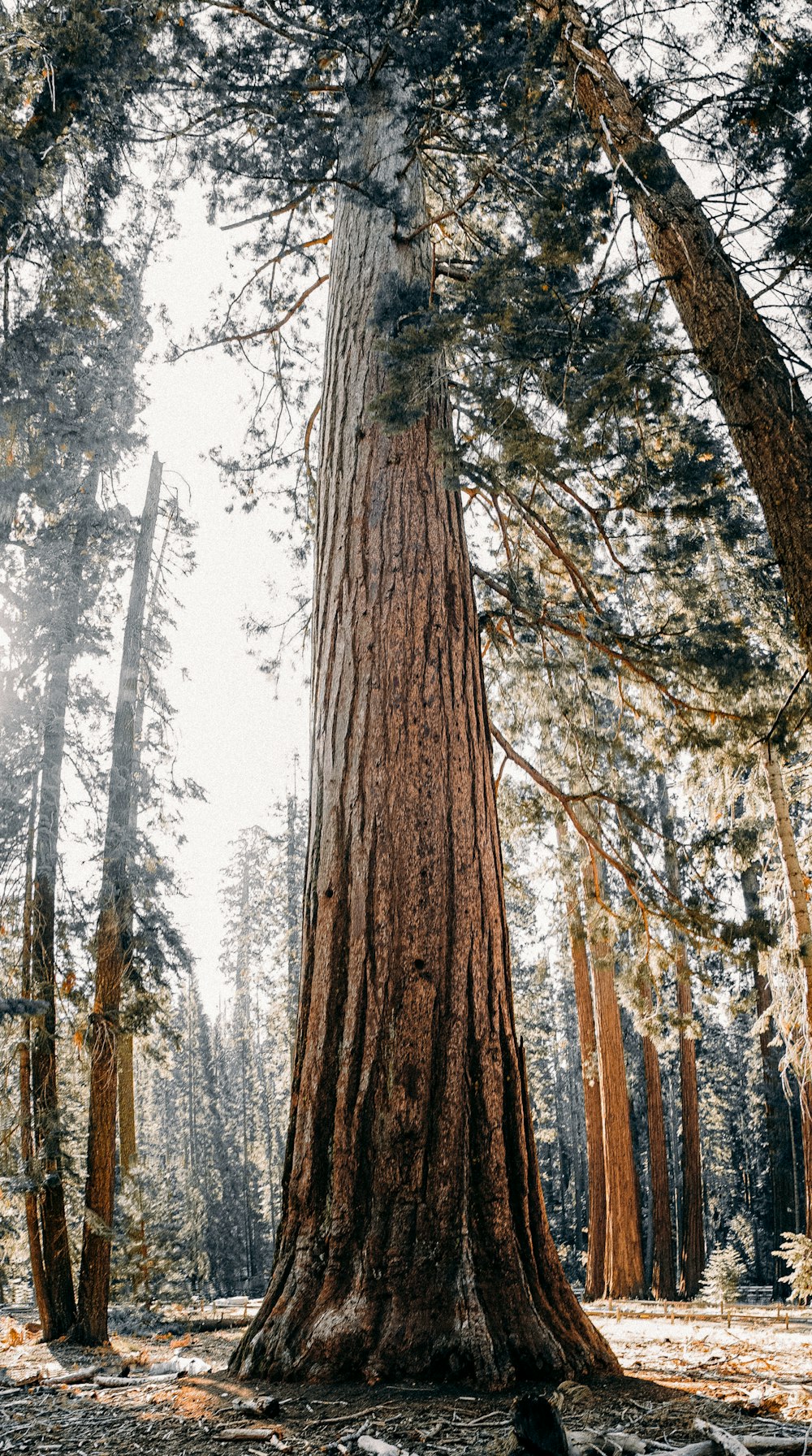 a large tree standing in the middle of a forest
