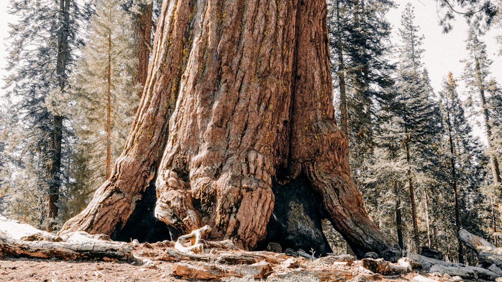 a large tree in the middle of a forest