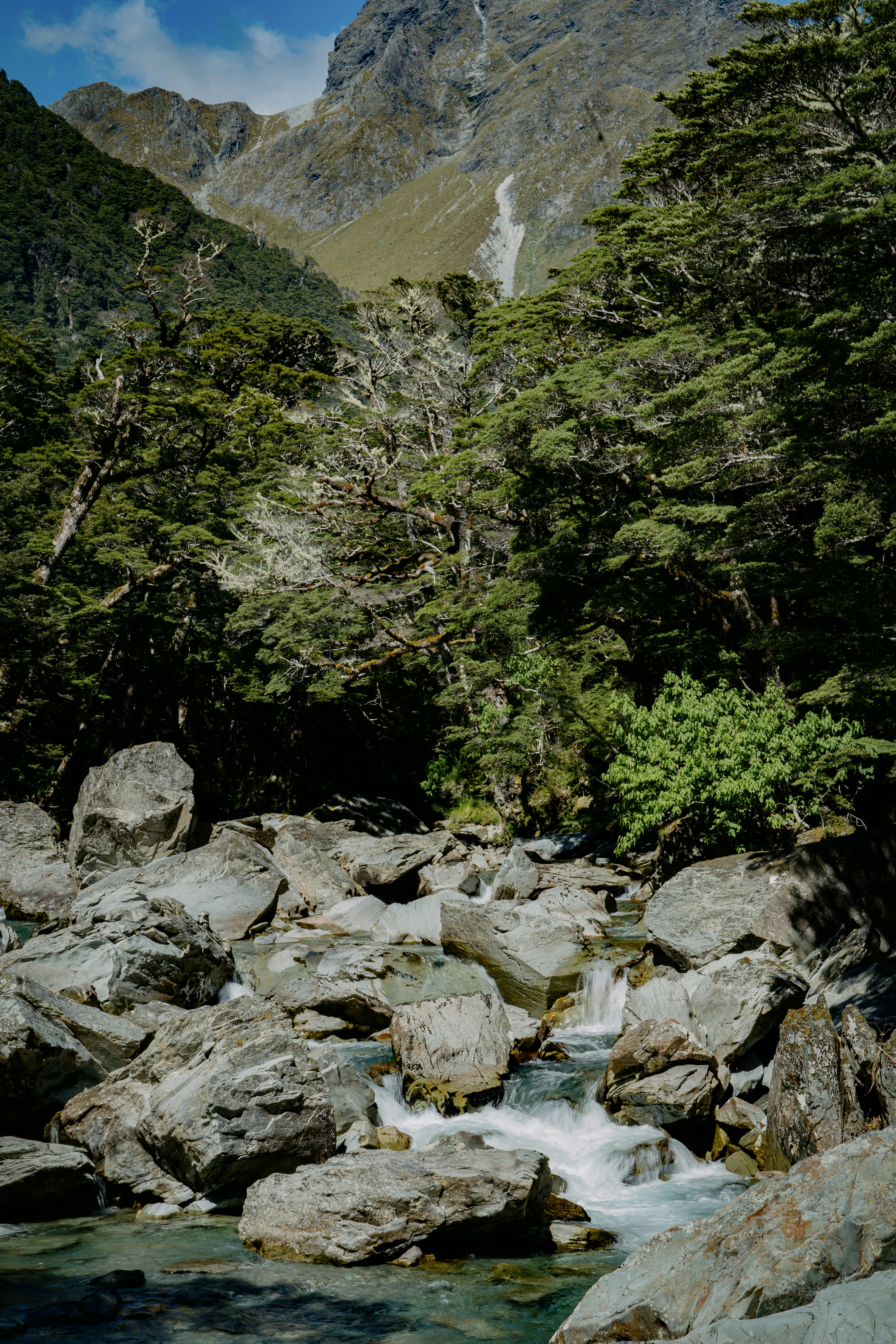 a stream running through a lush green forest