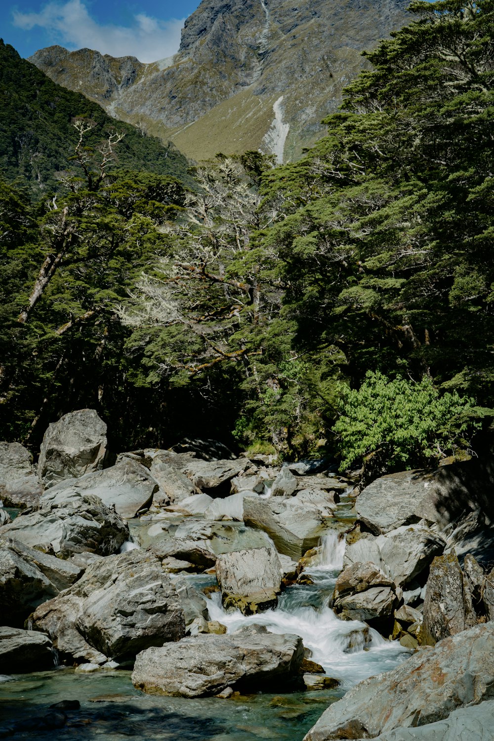 a stream running through a lush green forest