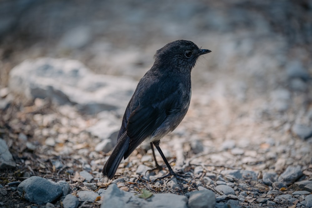 a black bird standing on a rocky ground