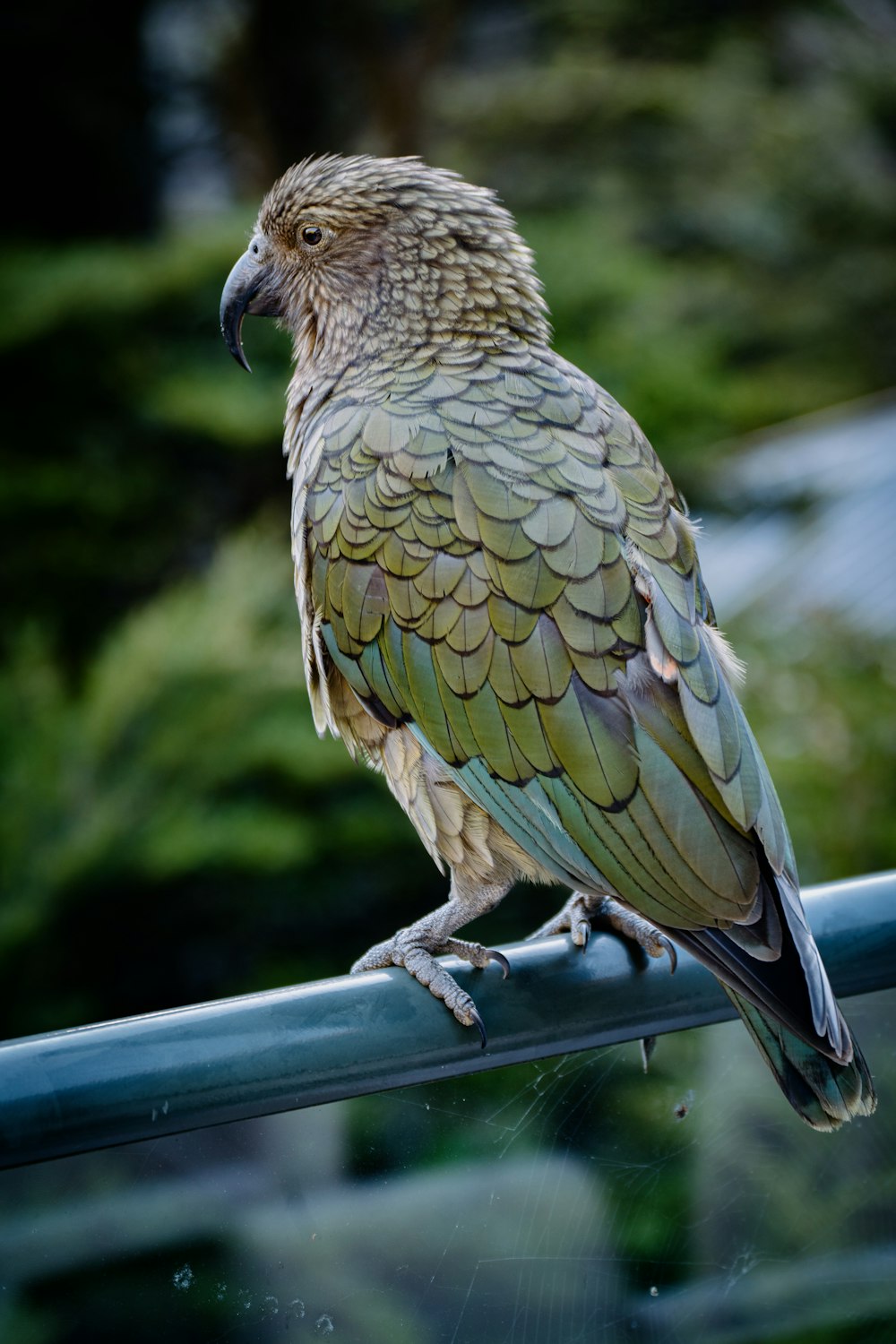 a large bird perched on top of a metal rail