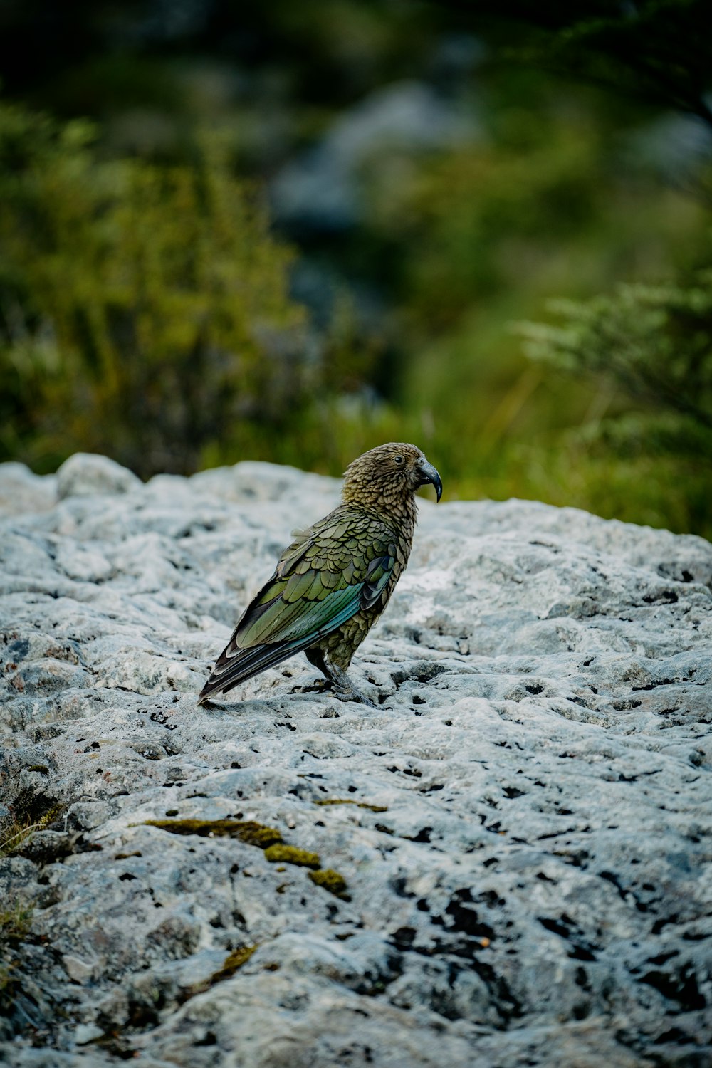 a bird sitting on top of a large rock