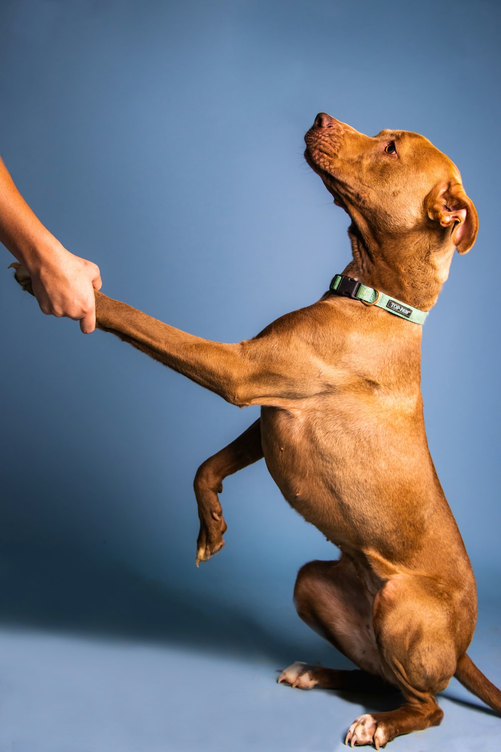 a brown dog reaching for a person's hand