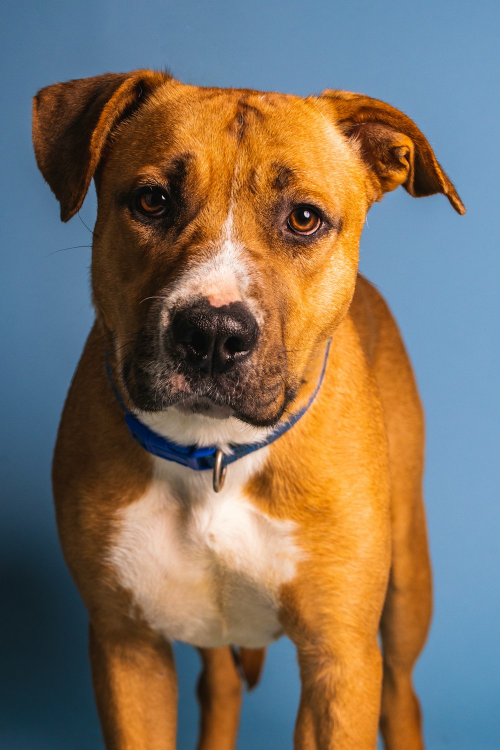 a close up of a dog on a blue background