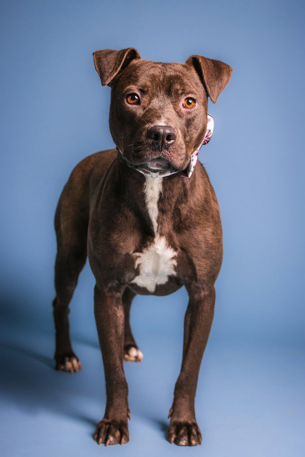 a brown and white dog standing on a blue background