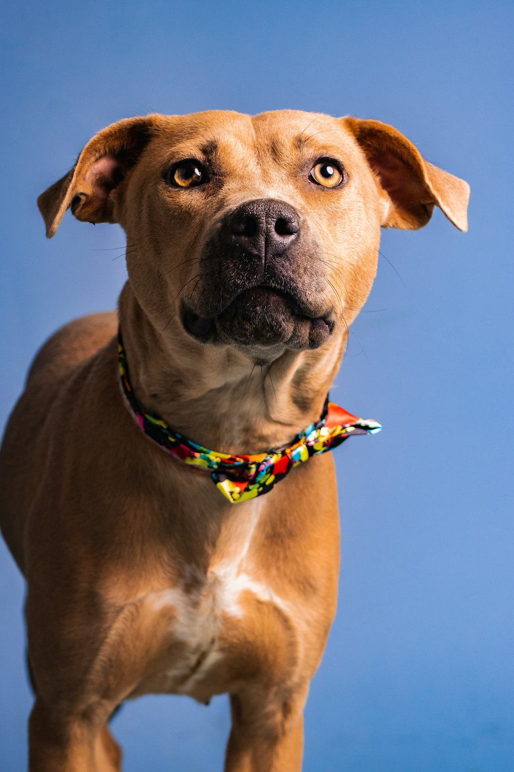 a brown dog standing on top of a blue floor