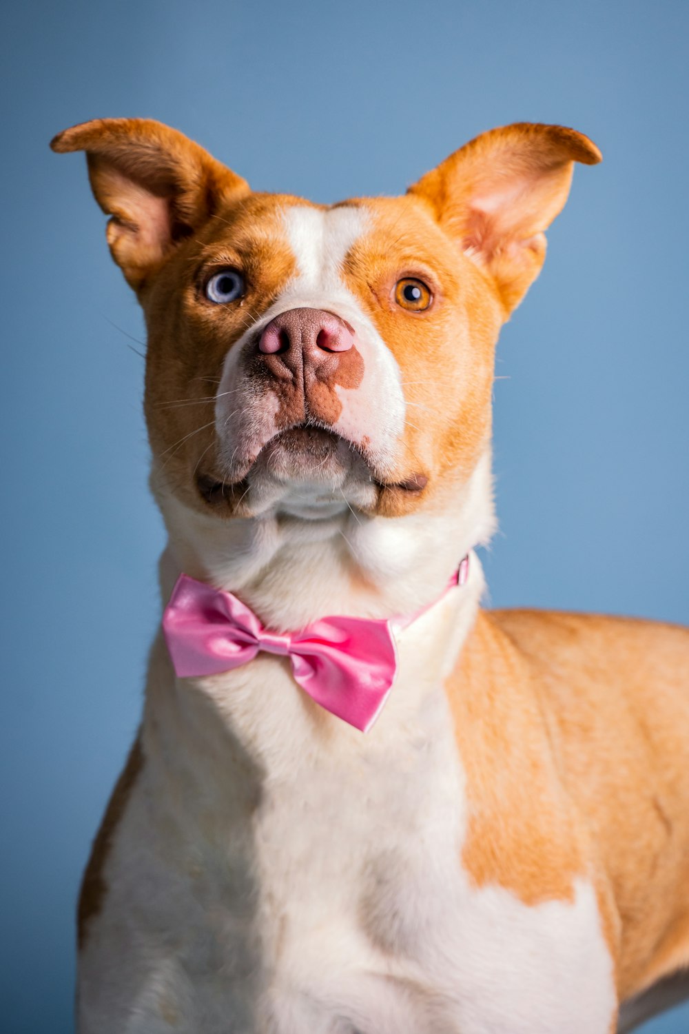 a brown and white dog wearing a pink bow tie