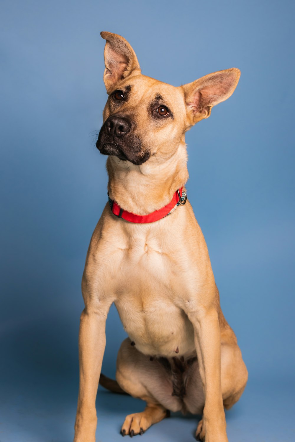 a brown dog sitting on a blue background