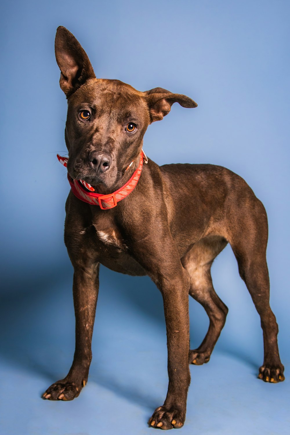 a brown dog with a red collar standing in front of a blue background