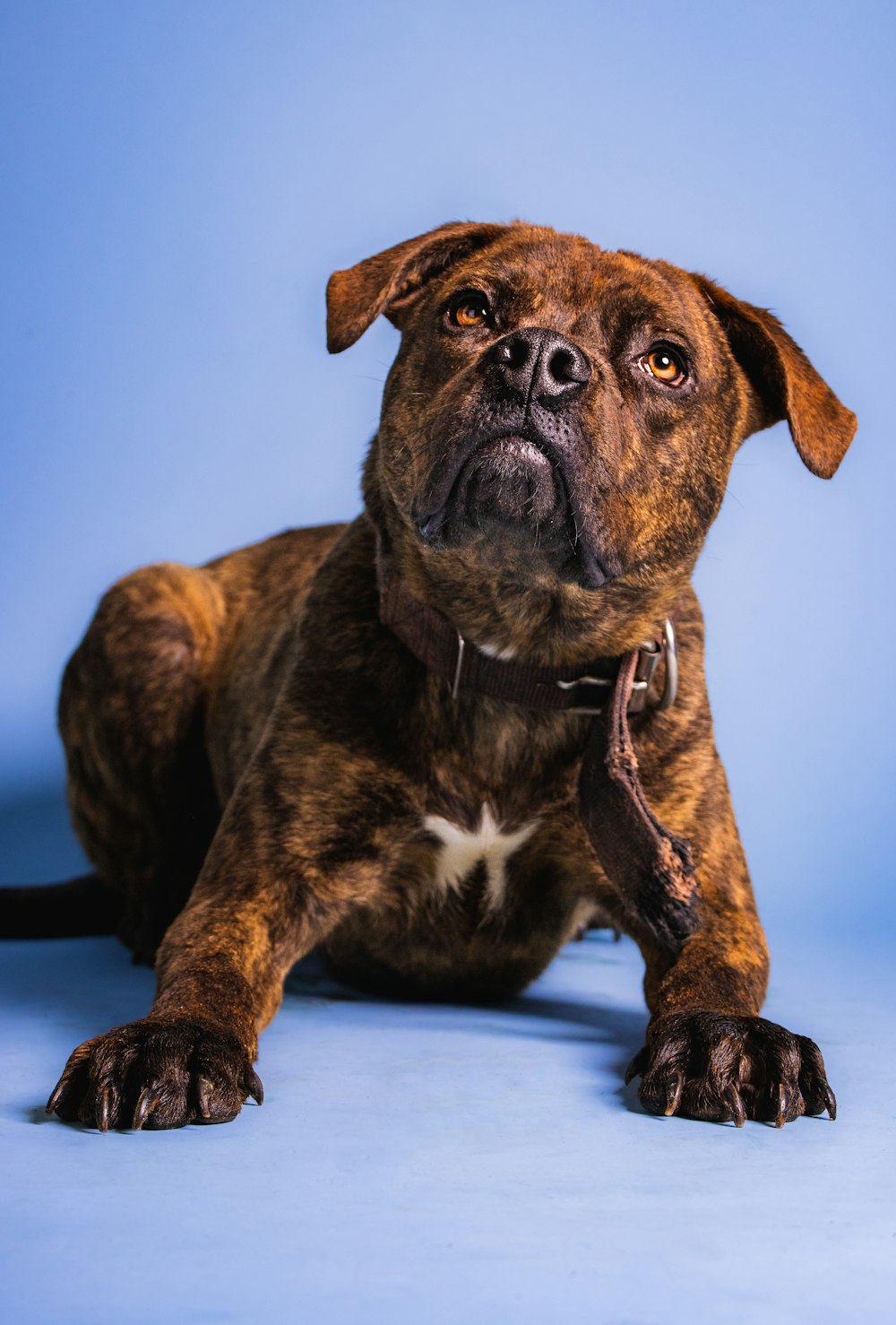 a brown dog laying on top of a blue floor