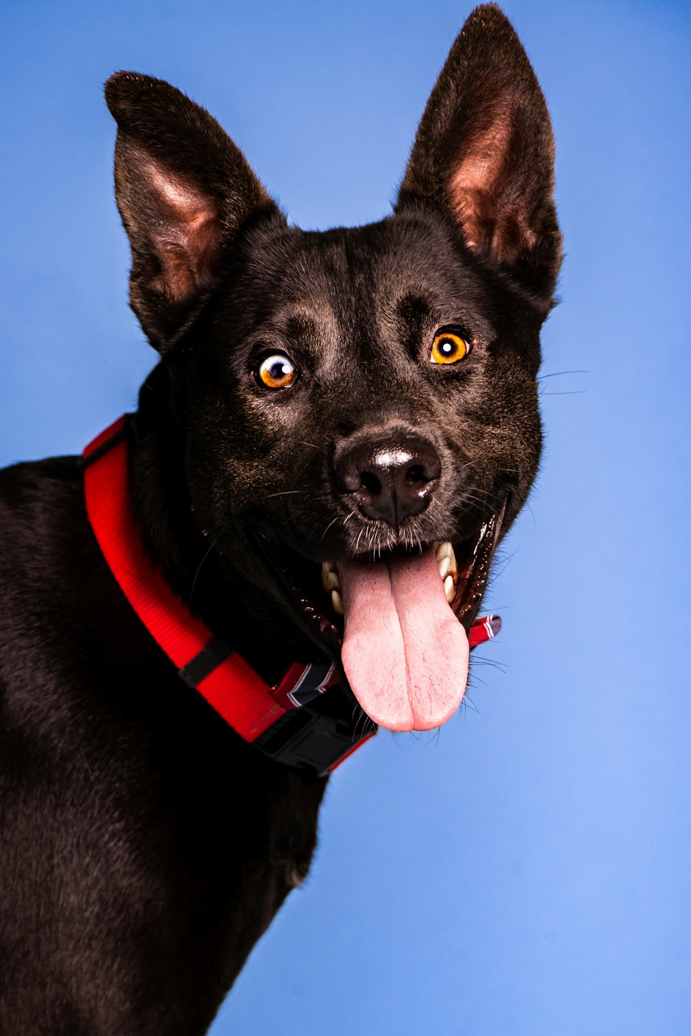 a black dog with a red collar and tongue hanging out